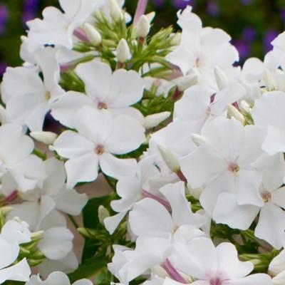 Phlox paniculata 'Famous White'